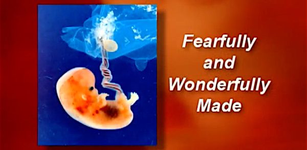 Fearfully-and-Wonderfully-Made1200x586